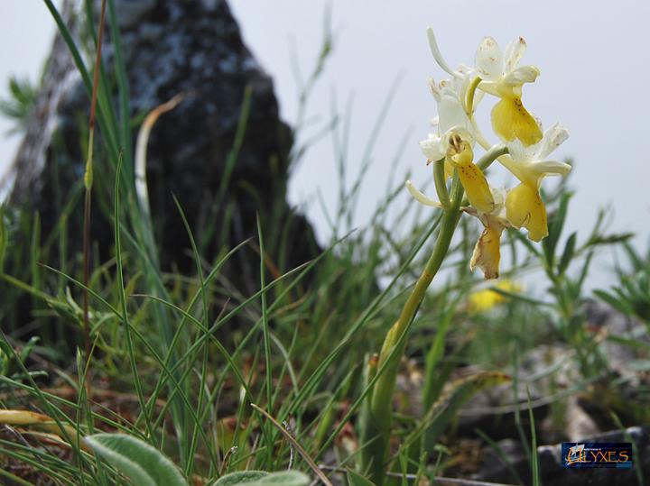 orchis provincialis.JPG